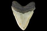 Huge, Fossil Megalodon Tooth - North Carolina #124429-2